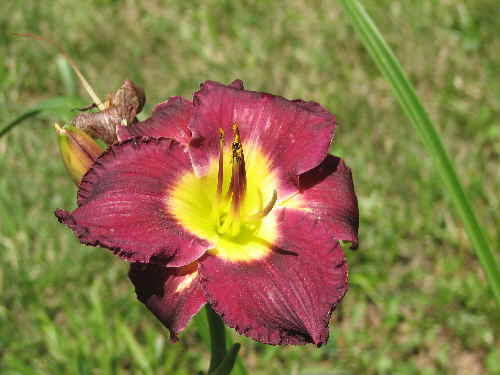 darkred