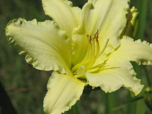 lemon
